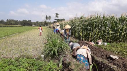 Program angkat walet di Dusun Jalakan